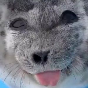 Meet your Posher, Devin